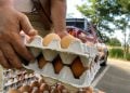 Telur.