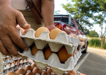 Telur.