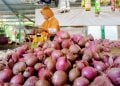 Harga Bawang Merah di Probolinggo Tembus Rp65 Ribu, Dipicu Permintaan Iduladha 7 Bawang Merah