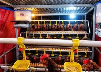 Harga telur di Bojonegoro.