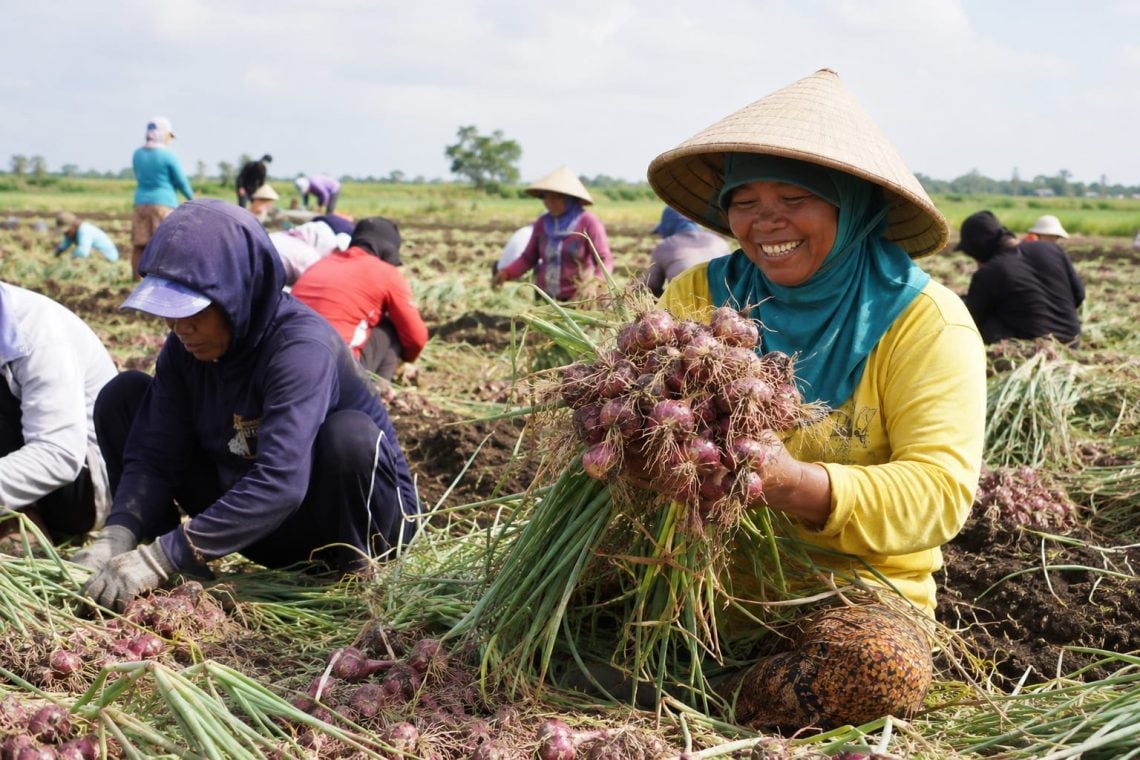 Bawang Merah