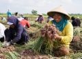 Bawang Merah