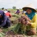 Bawang Merah