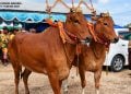 Jejak DNA Banteng Liar pada Sapi Madura, Warisan Genetik Langka yang Terancam Hilang 2 Sapi Madura.