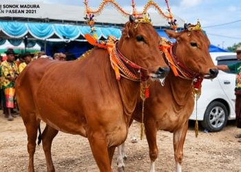 Jejak DNA Banteng Liar pada Sapi Madura, Warisan Genetik Langka yang Terancam Hilang 4 Sapi Madura.