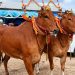Sapi Madura.