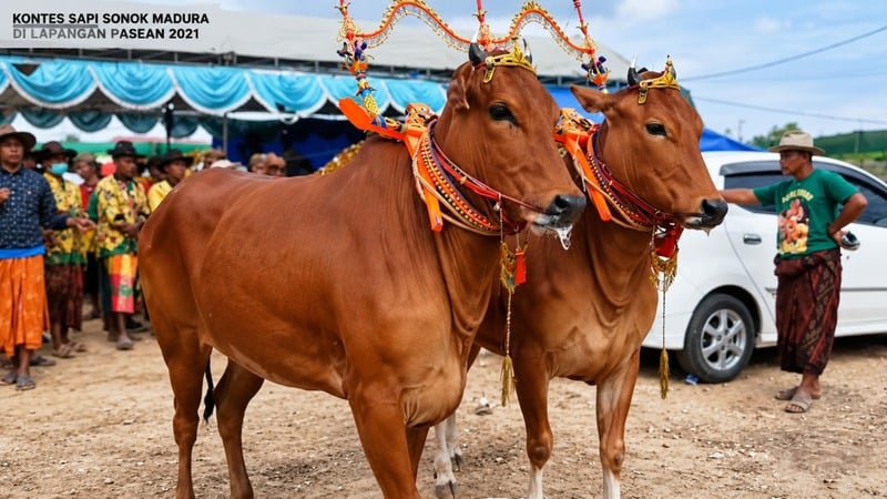 Jejak DNA Banteng Liar pada Sapi Madura, Warisan Genetik Langka yang Terancam Hilang 1 Sapi Madura.