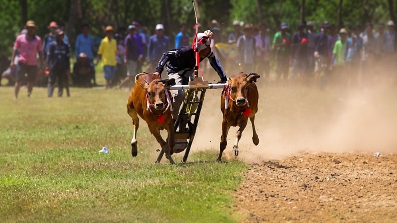 Jejak DNA Banteng Liar pada Sapi Madura, Warisan Genetik Langka yang Terancam Hilang 2 DNA banteng liar sapi Madura.