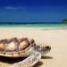 Pantai Estetik Banyuwangi