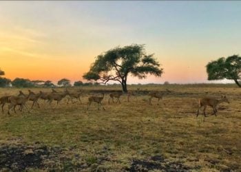 Baluran Banyuwangi Dijuluki Afrika van Java: Ada Singa Beneran? 6 Baluran Banyuwangi