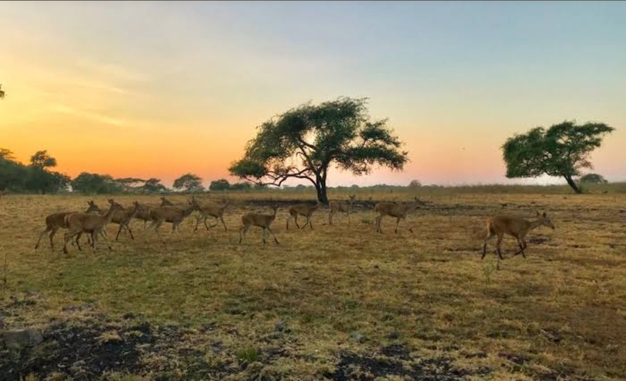 Baluran Banyuwangi Dijuluki Afrika van Java: Ada Singa Beneran? 1 Baluran Banyuwangi