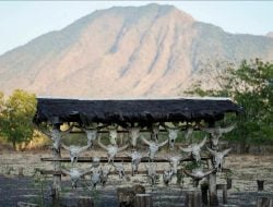 Baluran Banyuwangi Dijuluki Afrika van Java: Ada Singa Beneran? 3 Baluran Banyuwangi