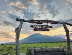 Baluran Banyuwangi Dijuluki Afrika van Java: Ada Singa Beneran? 2 Baluran Banyuwangi