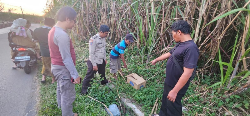 Geger! Penemuan Mayat Bayi dalam Kardus di Kebun Tebu Gondanglegi Malang 1 Mayat bayi.