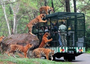 Taman Safari Prigen