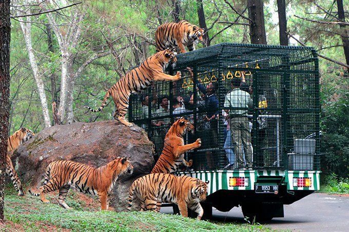 Harga Tiket Taman Safari Prigen Terbaru 2026, Cocok buat Libur Sekolah 1 Taman Safari Prigen