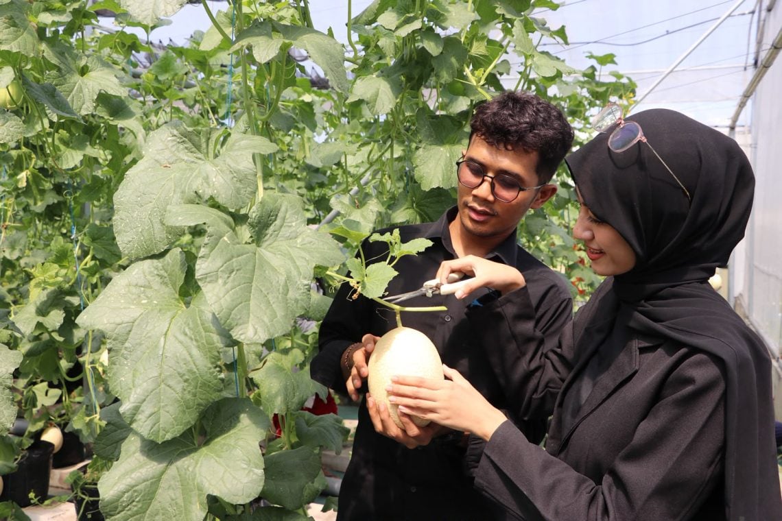 Gratis Masuk, Warga Jember Bisa Petik Melon Premium di Polije 1 Jember