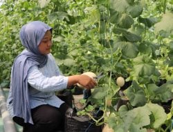 Gratis Masuk, Warga Jember Bisa Petik Melon Premium di Polije 2 Polije