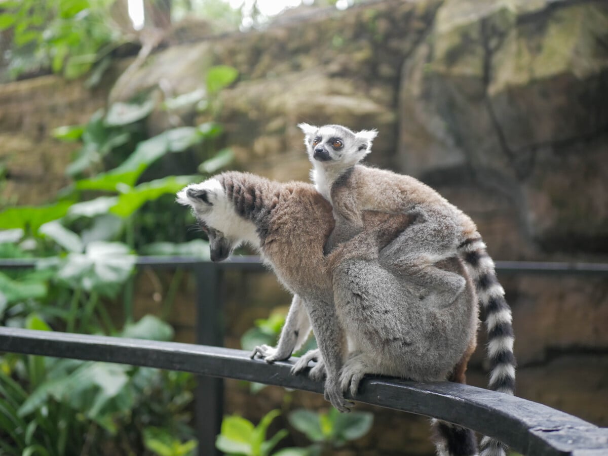 Lemur Kingdom Jatim Park 2, Serunya Sensasi Bertemu Lemur dari Jarak Sangat Dekat di Batu Secret Zoo 4 Lemur Kingdom Jatim Park 2.