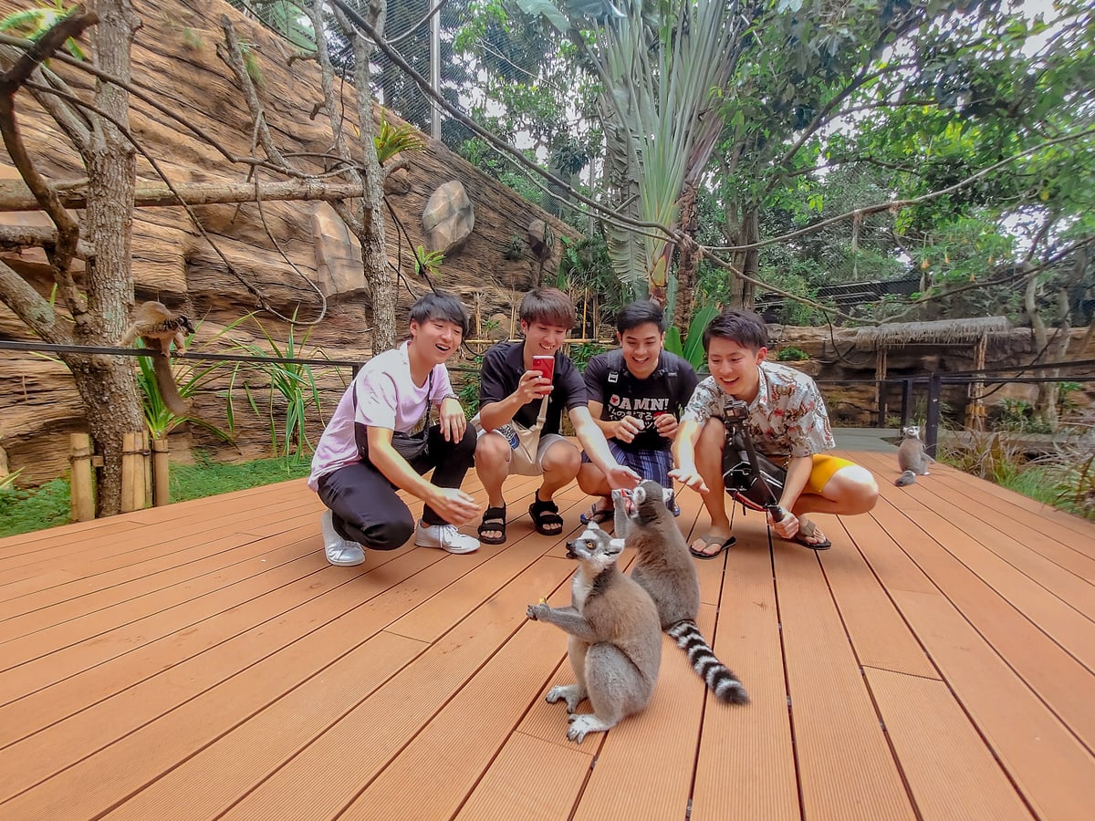 Lemur Kingdom Jatim Park 2, Serunya Sensasi Bertemu Lemur dari Jarak Sangat Dekat di Batu Secret Zoo 2 Lemur Kingdom Jatim Park.