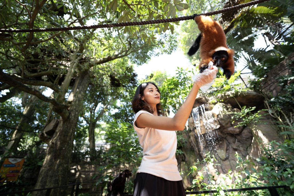 Lemur Kingdom Jatim Park 2, Serunya Sensasi Bertemu Lemur dari Jarak Sangat Dekat di Batu Secret Zoo 1 Lemur Kingdom.