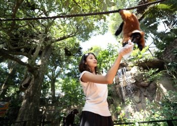 Lemur Kingdom Jatim Park 2, Serunya Sensasi Bertemu Lemur dari Jarak Sangat Dekat di Batu Secret Zoo 7 Lemur Kingdom.