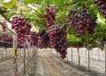 Kebun Anggur Probolinggo yang Bisa Dikunjungi Wisatawan, Cocok untuk Edukasi dan Liburan 7 Kebun anggur Probolinggo.