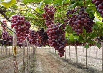 Kebun Anggur Probolinggo yang Bisa Dikunjungi Wisatawan, Cocok untuk Edukasi dan Liburan 9 Kebun anggur Probolinggo.