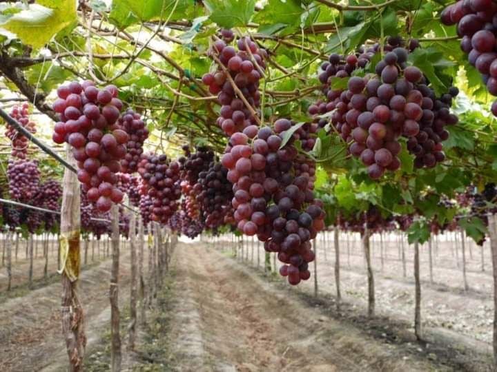 Kebun Anggur Probolinggo yang Bisa Dikunjungi Wisatawan, Cocok untuk Edukasi dan Liburan 1 Kebun anggur Probolinggo.