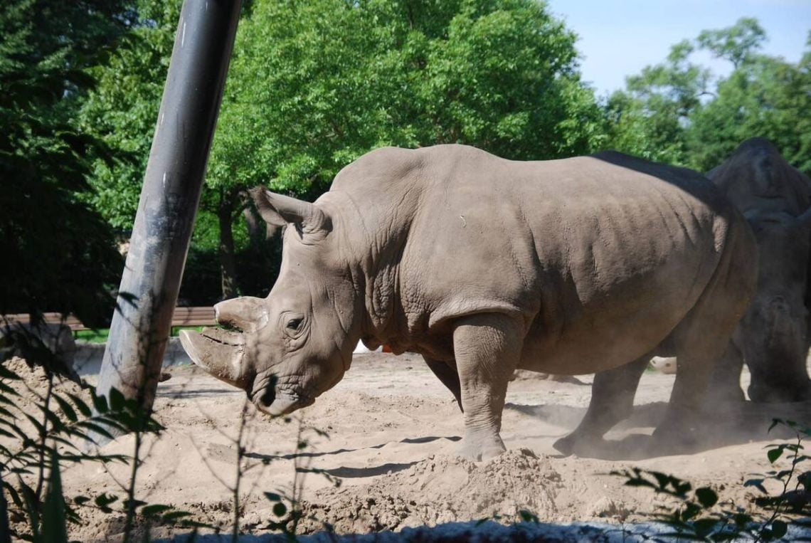 Taman Safari Prigen.