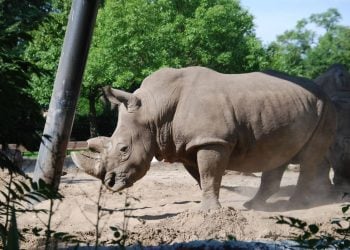 Harga Tiket Taman Safari Prigen Terbaru 4 Taman Safari Prigen.