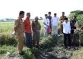 Pemkab Jember Genjot Perbaikan Irigasi dan Optimalisasi 7.070 Hektare Lahan Pertanian 4 Pemkab Jember.