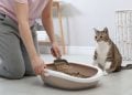 Kucing Tiba-Tiba Buang Air Sembarangan? Ini 8 Hal yang Bisa Menjadi Penyebabnya 2 Kucing