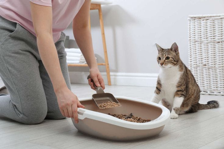 Kucing Tiba-Tiba Buang Air Sembarangan? Ini 8 Hal yang Bisa Menjadi Penyebabnya 1 Kucing