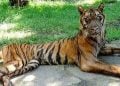 Harimau Sumatera.