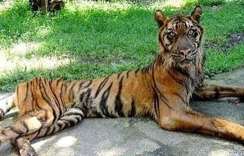 Harimau Sumatera.