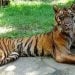 Fakta Foto Viral Harimau Sumatera Kurus di KBS Bukan Dampak Kasus Korupsi Eks Dirut, Sudah Mati Kebiasaan 'Makan Rawon' 9 Harimau Sumatera.