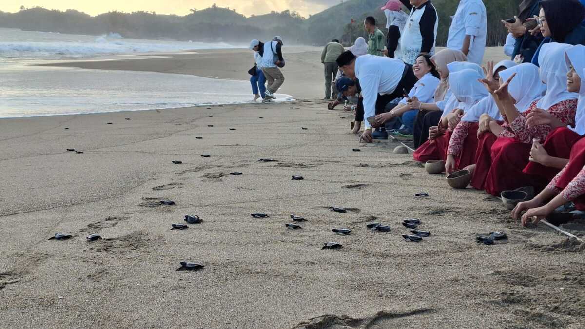 Penyu Bajulmati.